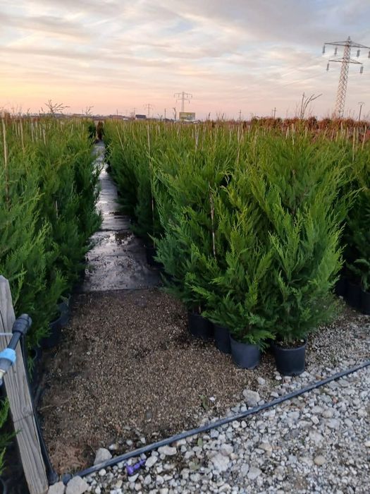 Chiparos leylandii la oferta 100 ron