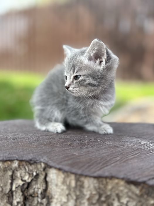 Отдам котят девочки все
