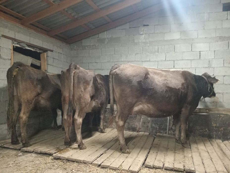 Сутты сиырлар асыл тукымды