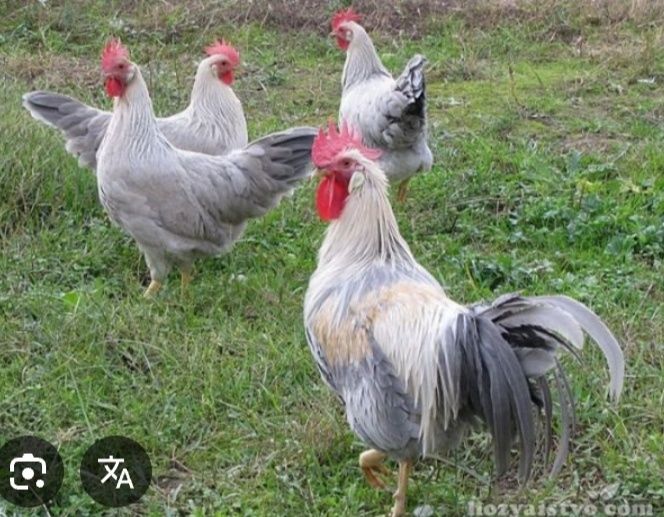Легорн Изабелла жужалари