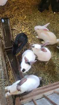 Vând iepurii românești