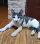 Отдаётся котик в хорошие руки