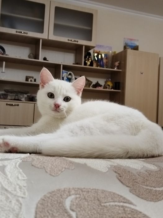 Отдам в добрые руки котёнка