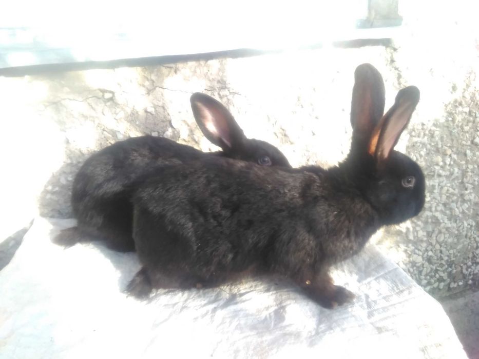 Продам молодых кролов
