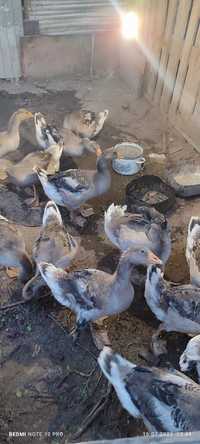 Продам башкирских гусей