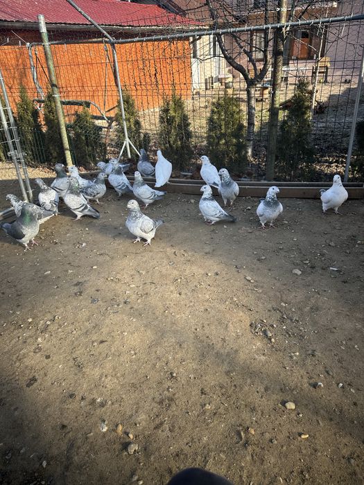 Porumbei standard romanesc de frumustete