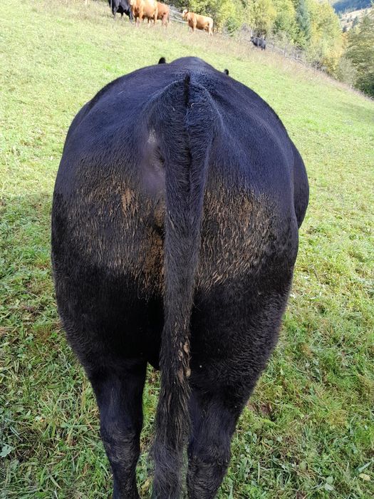Vând taur rasa Angus