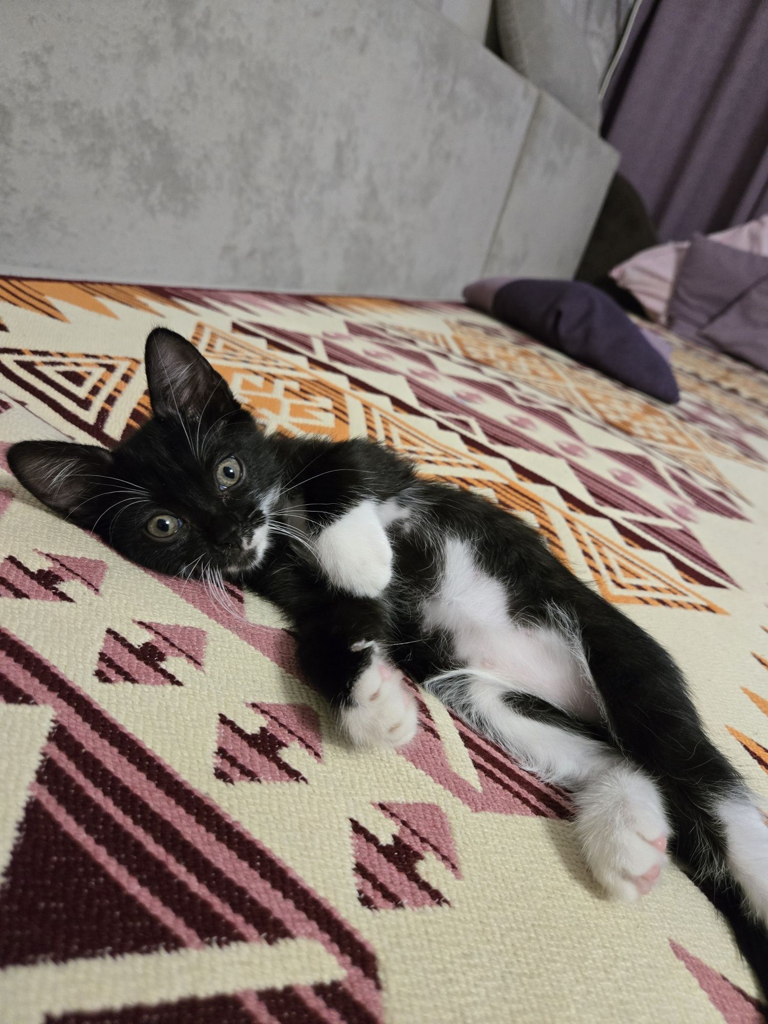 Отдам домашнего котика в добрые руки