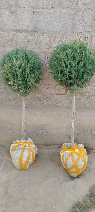 Manzaralari archalar