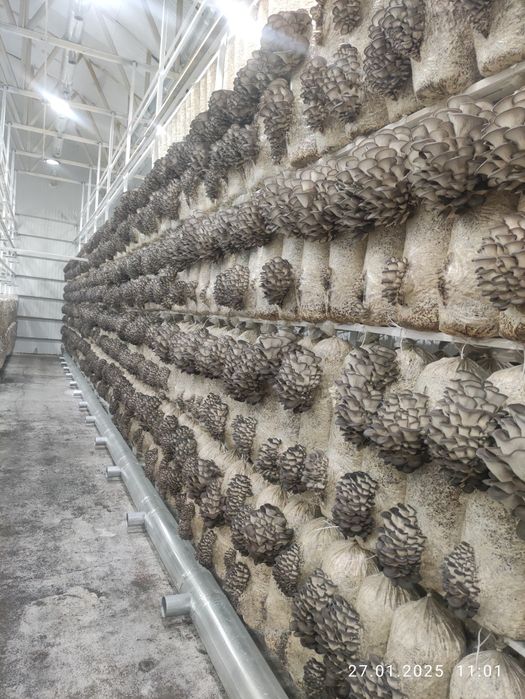 Грибная ферма грибов вешенки.