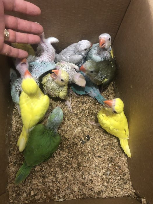 Pui papagali micul alexandru alexander