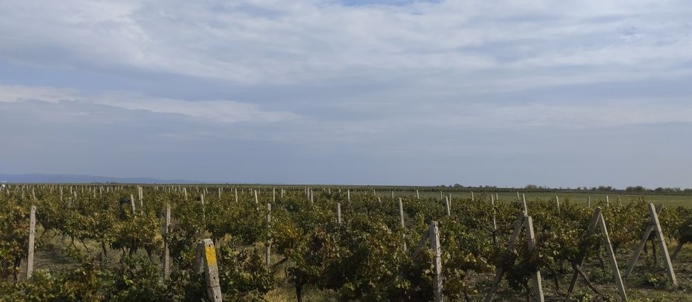 Продавам лозе сорт Каберне гр.Поморие