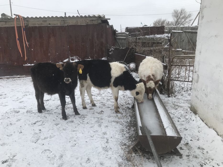 Продам 3 теленка