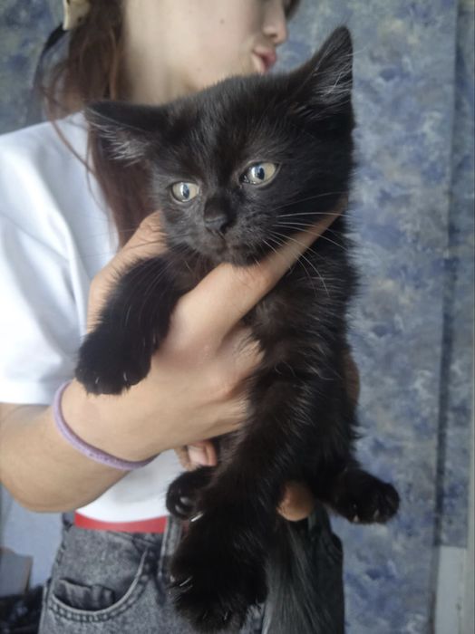 Котята девочки ищут дом