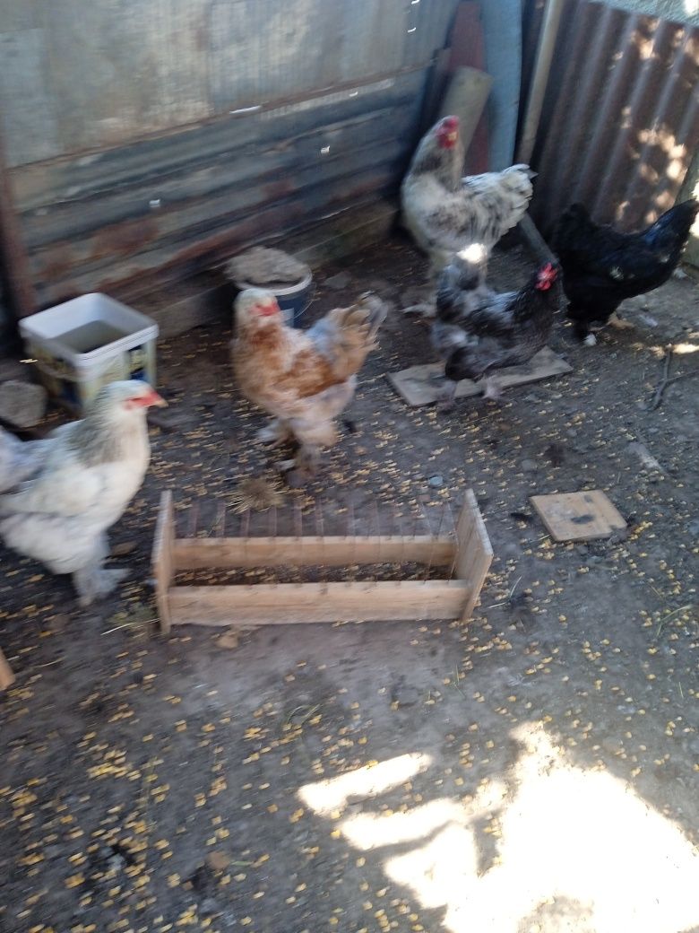 Ouă proaspete de țară ecologice de găină și rață