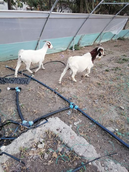 Vând sau schimb tap boier