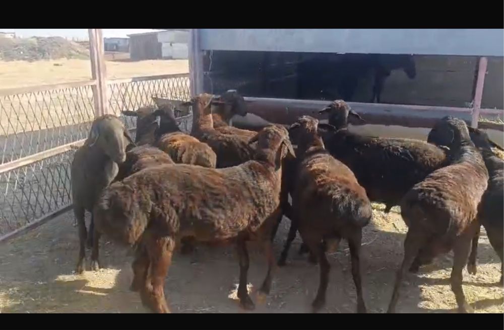 Тұқымдыққа гиссар қошкар сатылады