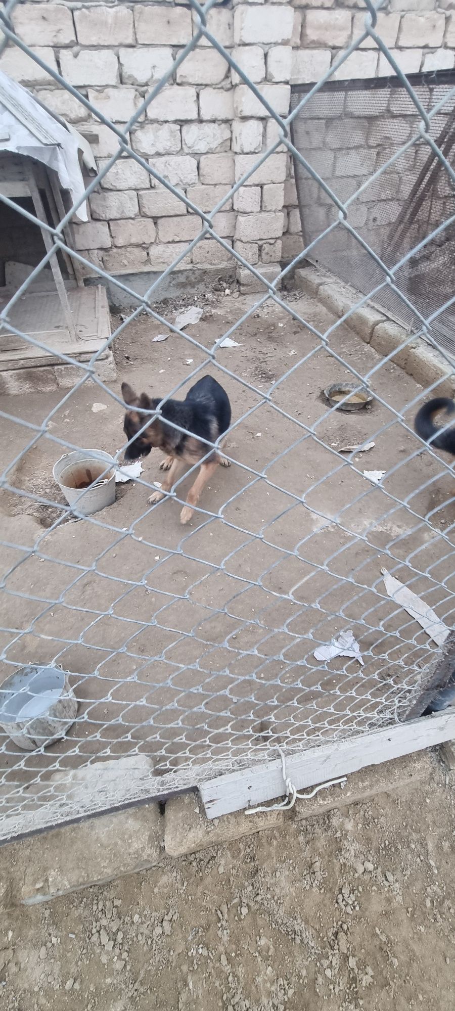 Продаётся немецкая овчарка сука, девочка