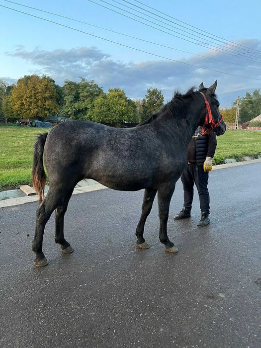 Vând mânză de 1 an și jumătate