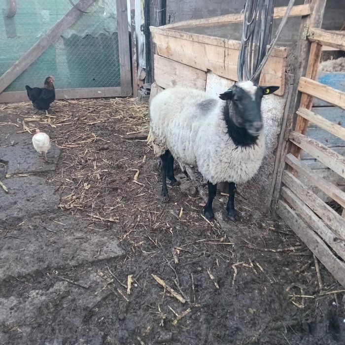 Vind berbec bun de reproductie