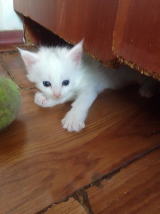 Кошечка девочка мейнкунчик