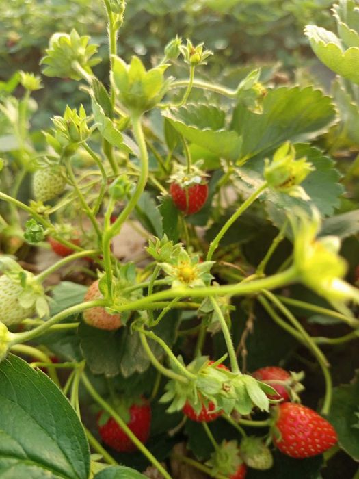 Căpșuni dulci si gustoase crescute ecologic din soiul murano