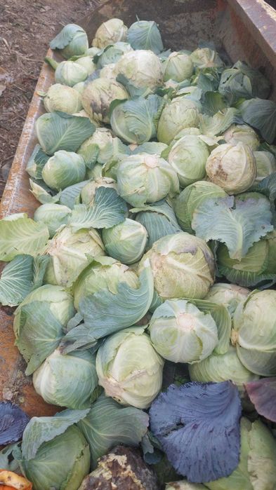 Varza in cantitate mare