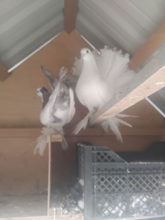 Kabutar pavlin jujalari bilan