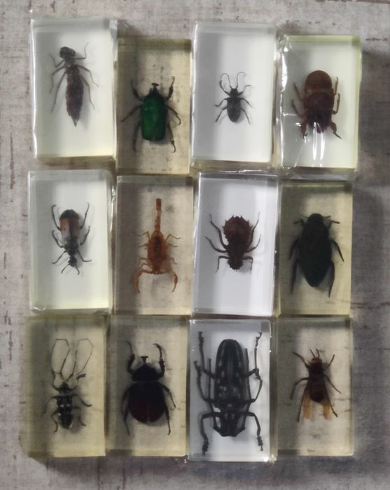 DeAgostini-insecte în rășină