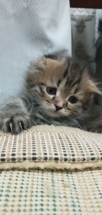 Срочна скидка  Продается котята