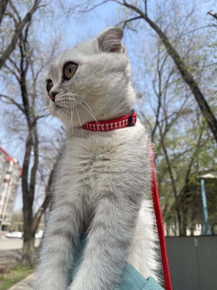 Срочно нужен кот на вязку