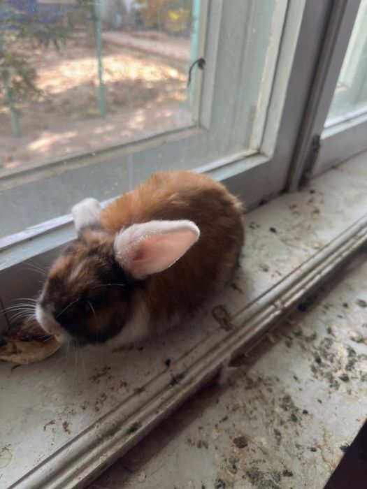 Karlik samkaquyonla sotiladi