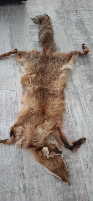 Лисича Кожа 130см