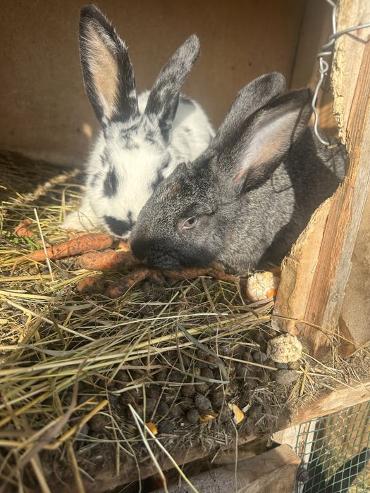 Vand iepurasi de 5 luni