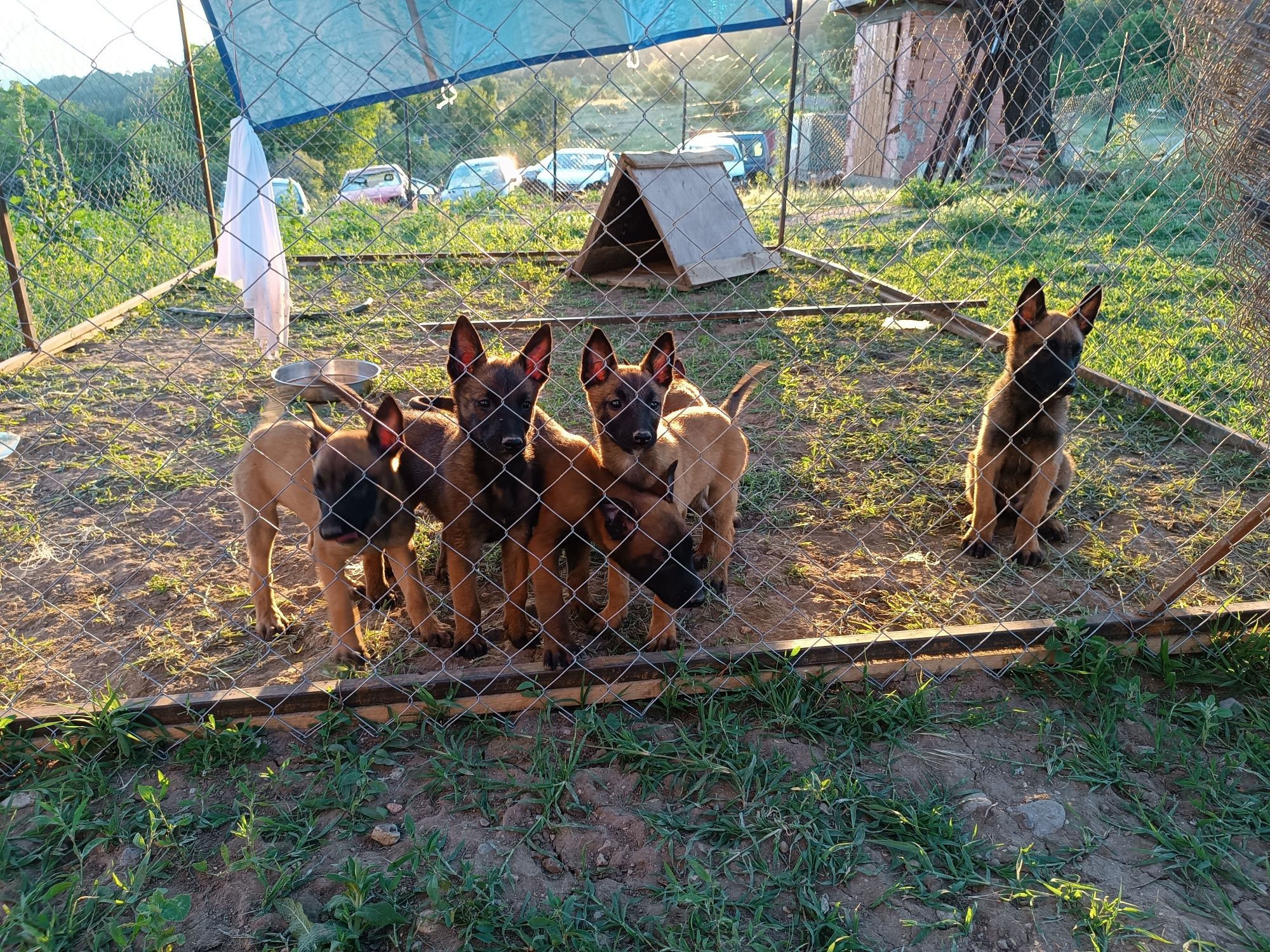 Белгийска овчарка