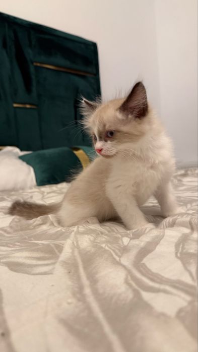 Pisoias Ragdoll