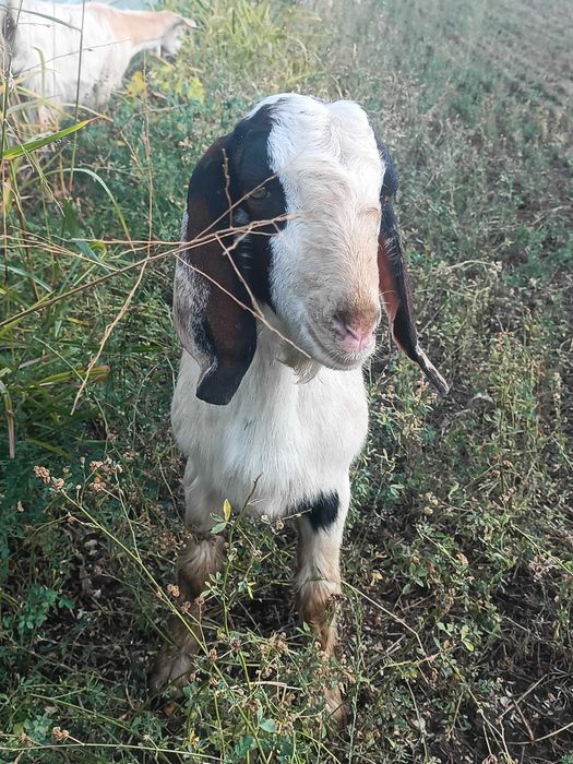 Țap rasa Boer metisat cu Anglonubian