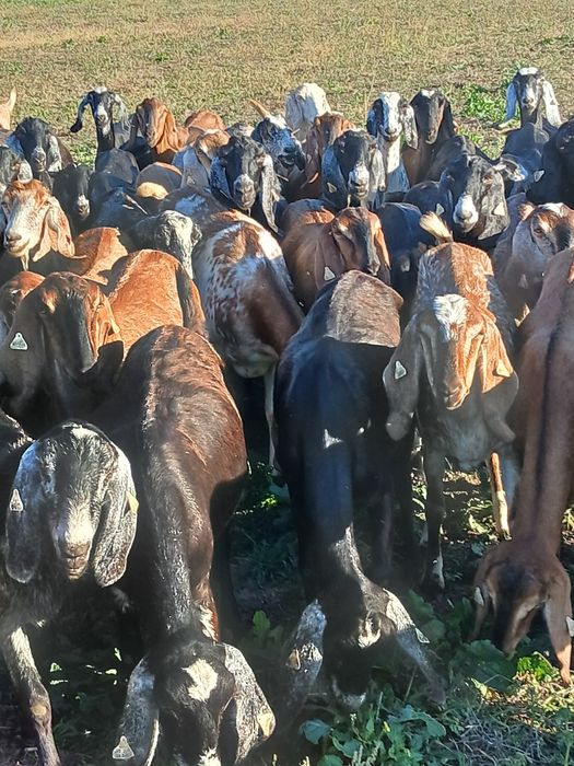 Vând 50 de capre și 3 țapi