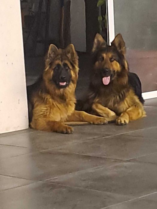 Продаваме кученца - немска овчарка