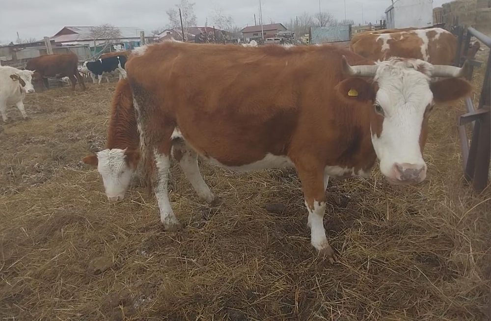 Продам корову стельную!