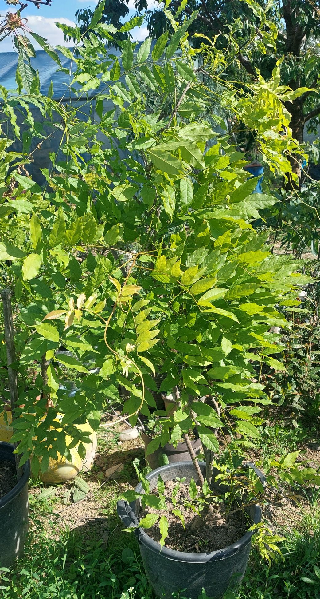 Glicina cu boboci la ghiveci plante mature