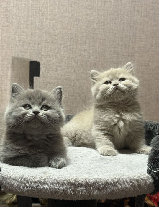 Крупные котята готовы к переезду