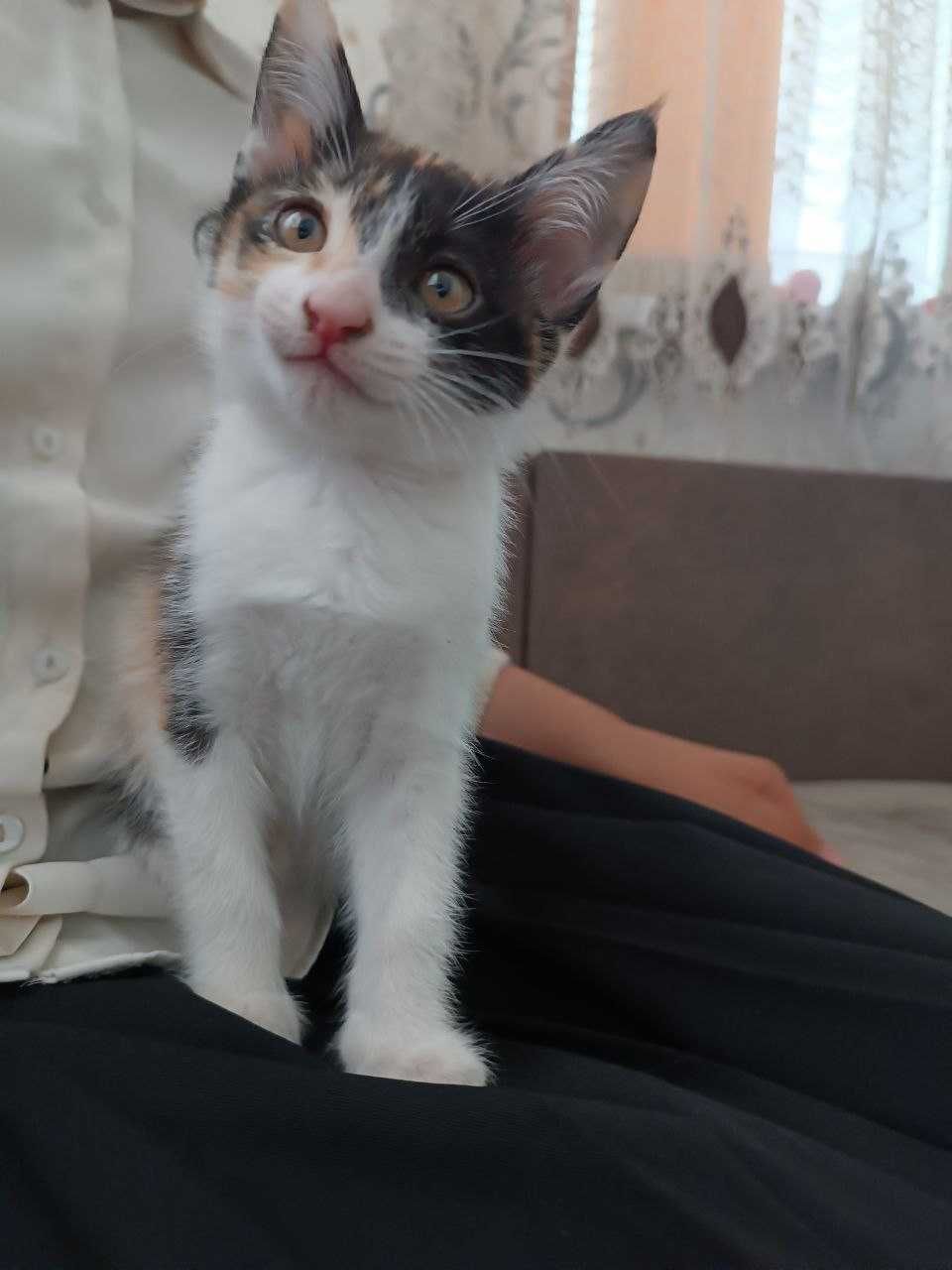 Котенок бесплатно дам на хорошие руки