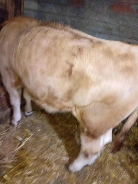 Vând vitele de rasă