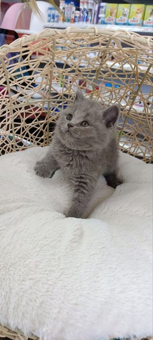 Котенок скотиш страйт