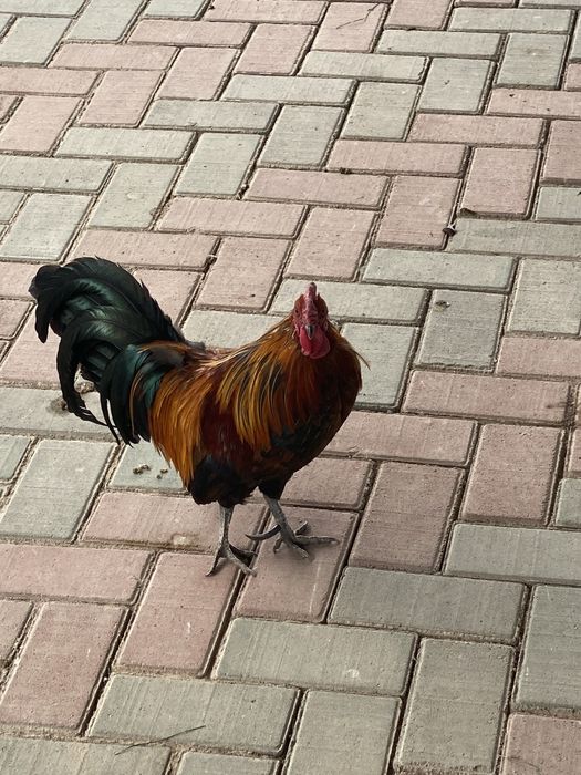 Продам кур и цеплят 5месячных