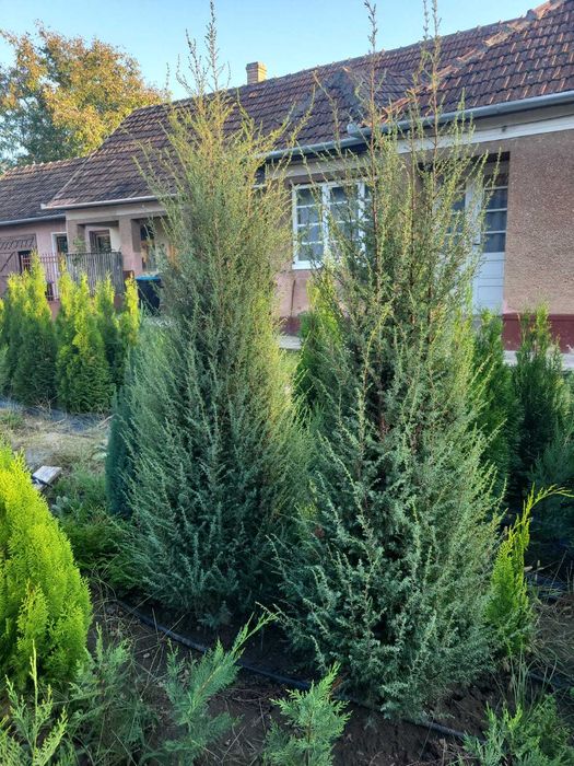 Plante ornamentale Seini/ leylandi