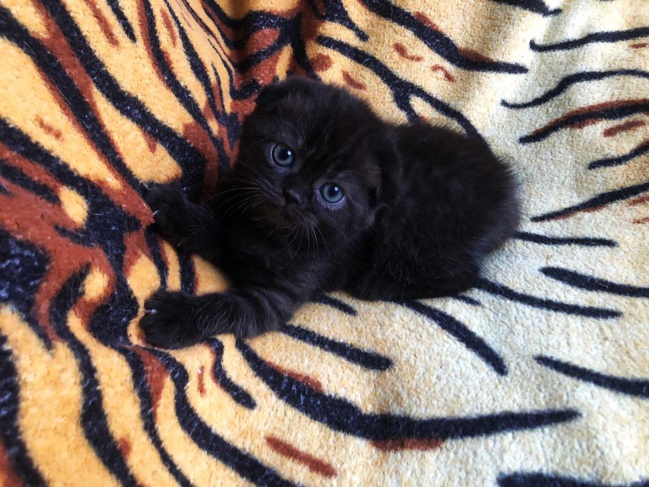 Pisicuță adorabilă Scottish Fold, deține acte Pedigree