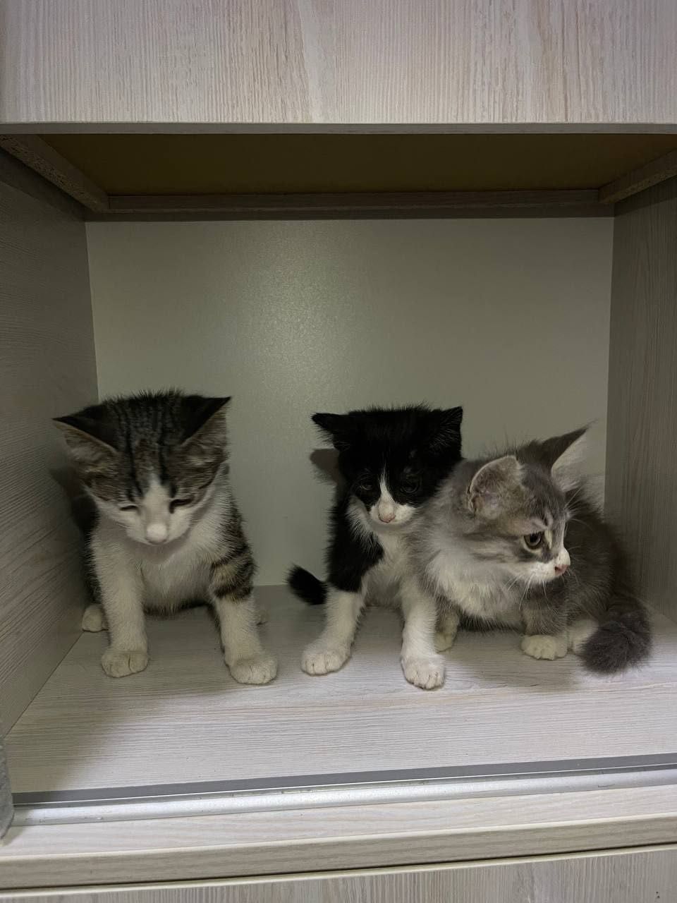 Бесплатно котята