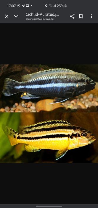afrika cichlid sotiladi privaznoy